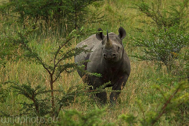 Nosorožec dvourohý - Umfolozi , JAR