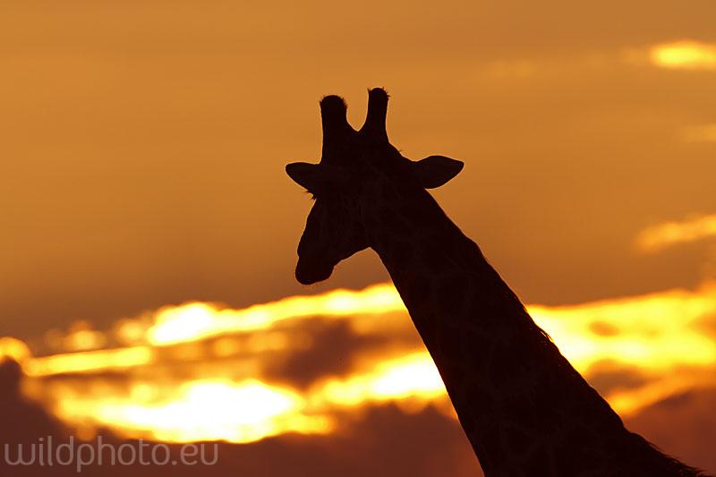 Žirafa - Umfolozi , JAR