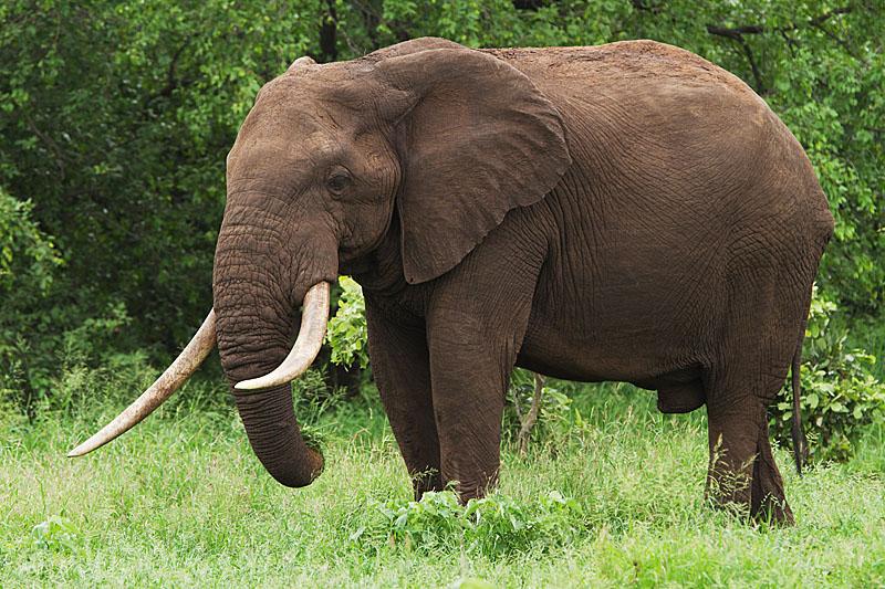 Slon - Kruger NP , JAR
