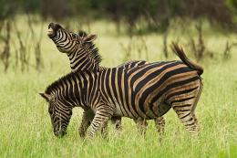 Zebry , Kruger NP , JAR