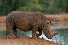 Nosorožec širokohubý , Hlane , Swaziland