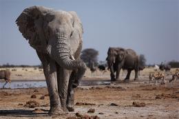 Slon africký - Nxai Pan NP , Botswana