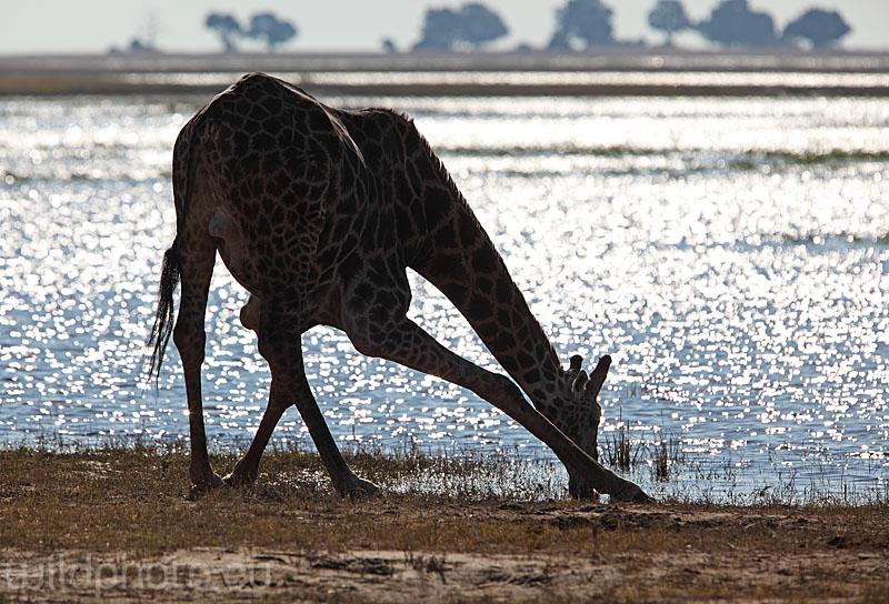 Žirafa - Chobe , Botswana