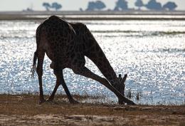 Žirafa - Chobe , Botswana