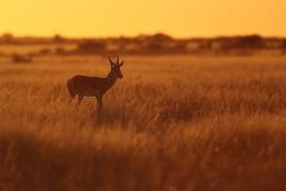 Springbok - Kalahari , Botswana
