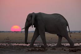 Slon africký - Nxai Pan NP , Botswana