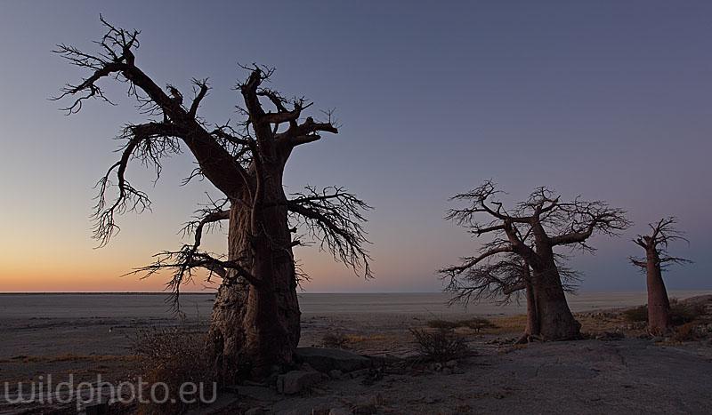 Makgadikgadi - Botswana