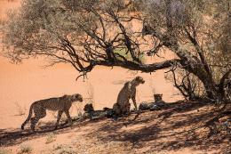 Gepardi - Kalahari, JAR