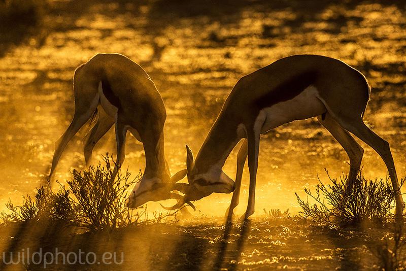 Antilopa skákavá - Kalahari, Botswana