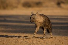 Hyena čabraková - Kalahari, Botswana