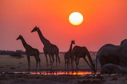 Žirafy - Nxai Pan, Botswana