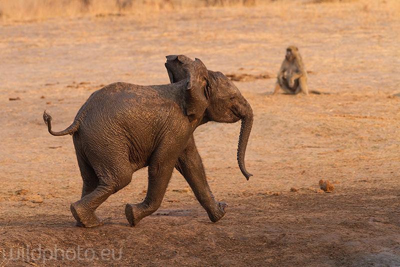 Slon - Hwange NP, Zimbabwe
