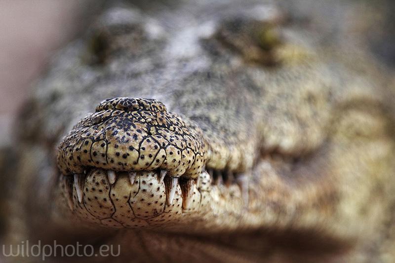 Krokodýl nilský - Chobe NP, Botswana
