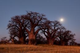 Bainesovy baobaby, Nxai Pan, Botswana