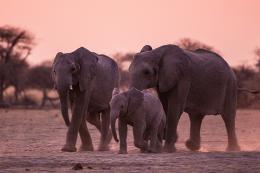Sloni - Nxai Pan, Botswana
