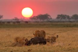 Lvi s kořistí - Chobe NP, Botswana