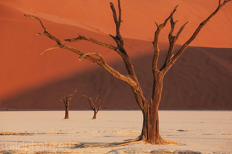 Dead Vlei - Namib Naukluft NP, Namíbie