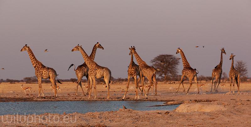 Žirafy - Nxai Pan NP, Botswana