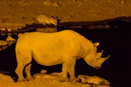 Levhart a nosorožec - Etoša NP, Namíbie