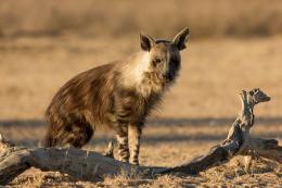 Hyena čabraková - Kgalagadi TP, JAR