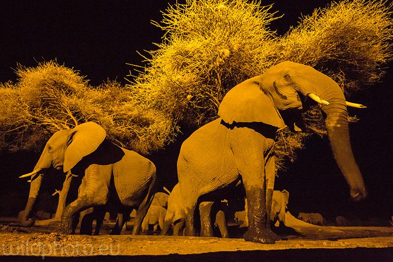 Sloni v noci - Botswana