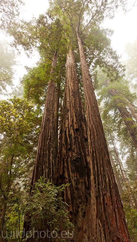 Redwood NP , Kalifornie