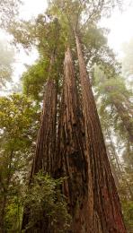 Redwood NP , Kalifornie