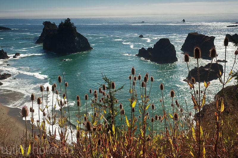 Pacific Coast , Oregon