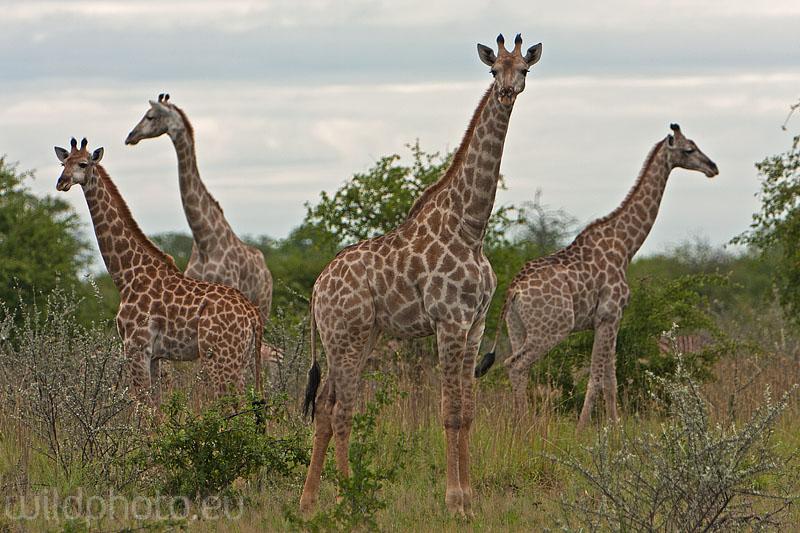 Žirafy