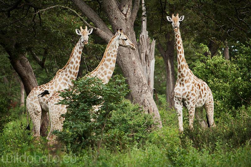 Žirafy , Hwange NP , Zimbabwe