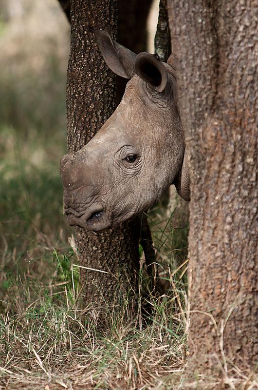 Nosorožec bílý , Hlane , Swazijsko